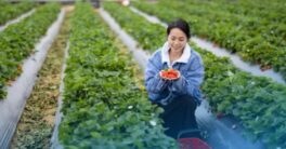 Syarat Kerja Pertanian di Jepang