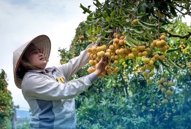 Syarat Kerja Petik Buah di Australia Terbaru 2 Syarat Kerja Petik Buah di Australia